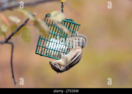 Chipmunk orientale (Tamias striatus) appeso a testa in giù su un alimentatore per uccelli, raggiungendo il suet con uno sfondo autunnale sfocato e con una luce naturale soffusa. Foto Stock