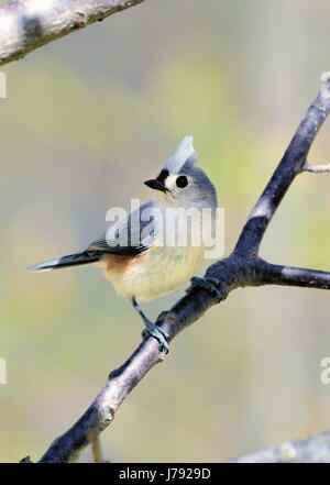 Un uccello di tittmouse Tufted - Baeolophus bicolor, un piccolo songbird nordamericano, arroccato su un ramo, raffigurato su uno sfondo sfocato. Foto Stock