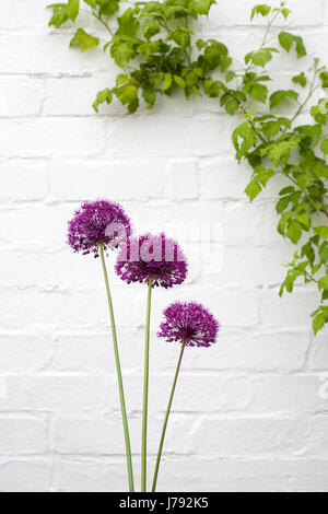 Allium hollandicum 'viola sensazione' contro una parete bianca. Foto Stock