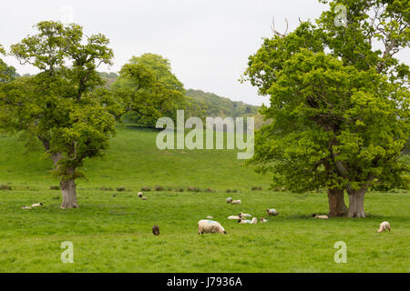 Molti fluffy pecore e agnelli in un grande prato verde fattoria in Irlanda con coppia alberi di quercia Foto Stock