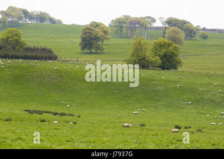 Molti fluffy pecore e agnelli in un grande prato verde fattoria in Irlanda con coppia alberi di quercia Foto Stock