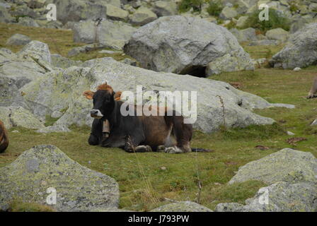 Mucca pigra Foto Stock