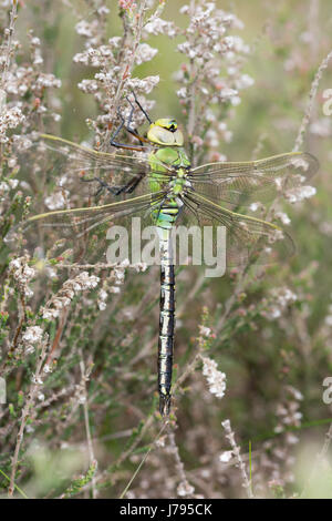 Close-up di neo-emerse imperatore femmina dragonfly (Anax imperator) nella brughiera nel Surrey, Regno Unito Foto Stock