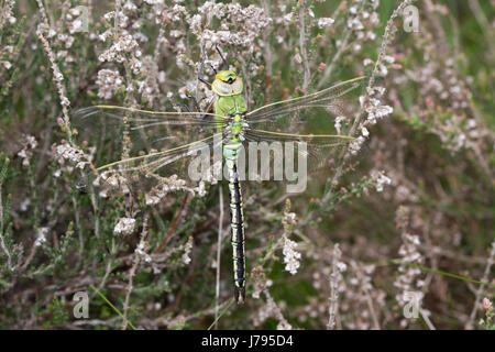 Close-up di neo-emerse imperatore femmina dragonfly (Anax imperator) nella brughiera nel Surrey, Regno Unito Foto Stock