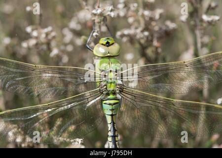 Close-up di neo-emerse imperatore femmina dragonfly (Anax imperator) nella brughiera nel Surrey, Regno Unito Foto Stock