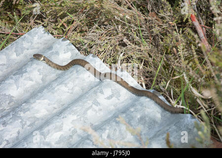 Biscia dal collare (Natrix natrix) crogiolarsi in sun sulla parte superiore del ferro corrugato refugia nel Surrey, Regno Unito Foto Stock