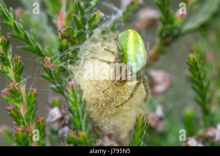 Close-up di verde femmina orb-weaver spider, noto anche come un cetriolo spider (Araniella cucurbitina) sul suo uovo sac - nella brughiera di Surrey, Regno Unito Foto Stock