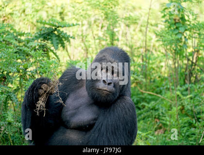 Gorilla di Montagna famiglia nel Parco nazionale di Virunga, Repubblica Democratica del Congo - Gennaio 2017 Foto Stock