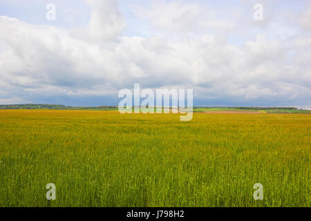 Un lussureggiante verde primavera raccolto di orzo tra un patchwork di campi e boschi nel yorkshire wolds sotto un azzurro cielo nuvoloso Foto Stock