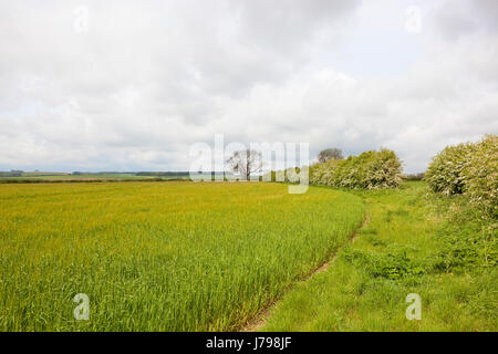 Un lussureggiante verde primavera raccolto di orzo tra siepi di biancospino in fiore e boschi nel yorkshire wolds sotto un azzurro cielo nuvoloso Foto Stock