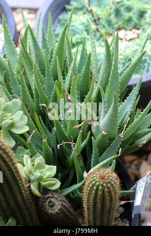 Varietà di cactus e piante grasse crescono in una pentola Foto Stock