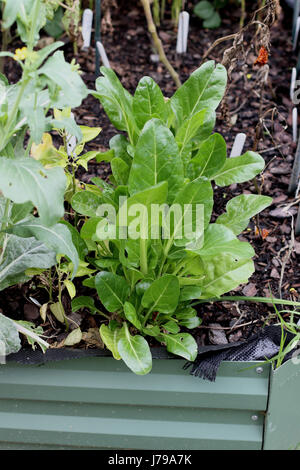 Homegrown cavolo cinese o pak choi su letto di verdure Foto Stock