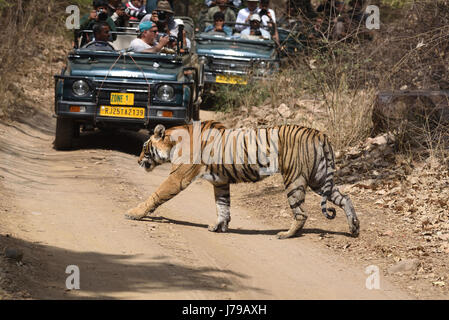 Tiger ruggente in Ranthambhore national park Foto Stock