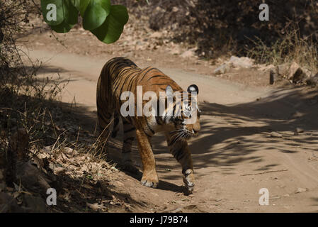 Tiger ruggente in Ranthambhore national park Foto Stock