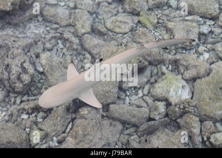 Giovane Black Tip Shark Reef delle Maldive Foto Stock