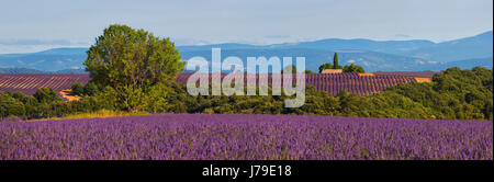 Natura panoramico paesaggio del campo di lavanda in Francia, Provance Foto Stock