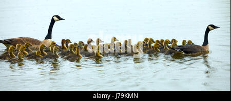 Oca canadese di nuoto famiglie Foto Stock