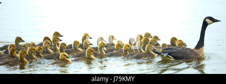 Oca canadese di nuoto famiglie Foto Stock