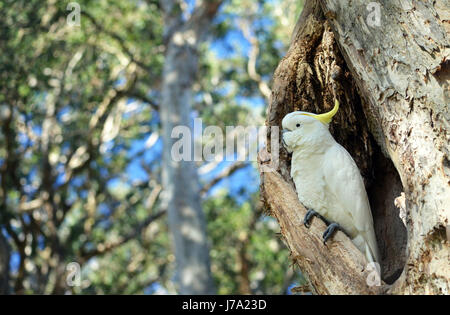 Australian zolfo-crested Cockatoo, Cacatua galerita, arroccato in una cava in un ampia lasciava Paperbark tree, Melaleuca quinquenervia, in Centennial Par Foto Stock