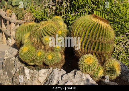 Il giardino esotico di Monaco, Jardin Exotique de Monaco: collezione di piante succulente e piante tropicali in cima alla roccia di Monaco, la città del sole Foto Stock