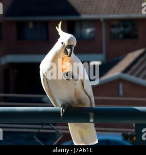 Australian zolfo-crested Cockatoo (Cacatua galerita), mangiando un cracker/biscotto in piedi su un balcone rampa. Gosford, Nuovo Galles del Sud, Australia. Foto Stock