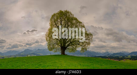 Friedenslinde (Tilia) auf der Wittelsbacher Hoehe, 881m, Illertal, Allgaeu, Bayern, Deutschland, Europa Foto Stock