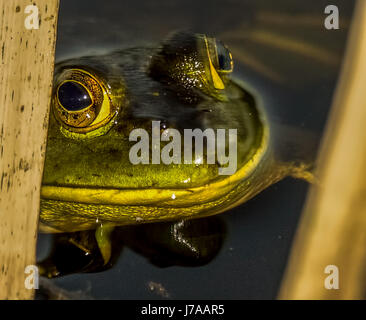 Un American Bullfrog nascondendo in canneti a Beaver lago a Stanley Park Foto Stock