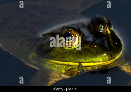 Un Americano invasiva Bullfrog fuori per una nuotata nel Lago di castoro. Guardare fuori per l'Heron! Foto Stock