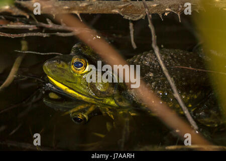 Un Americano invasiva bullfrog nascondendo da heron in Beaver lago a Stanley Park Foto Stock