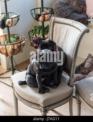 Una coppia di pugs nero su un lino sedia imbottita Foto Stock