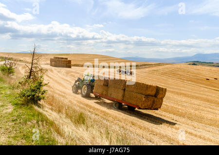 Il contadino raccoglie le balle di paglia in una pila per un facile trasporto. Fotografato in Toscana, Italia in Augusat Foto Stock