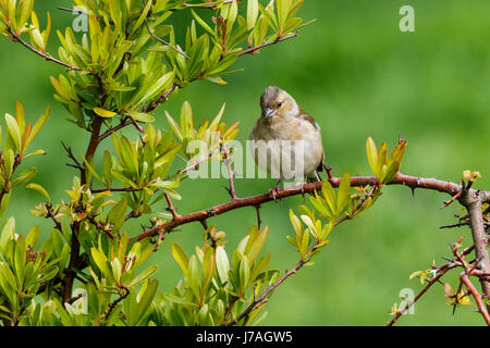 Fringuello Fringilla colebs Foto Stock