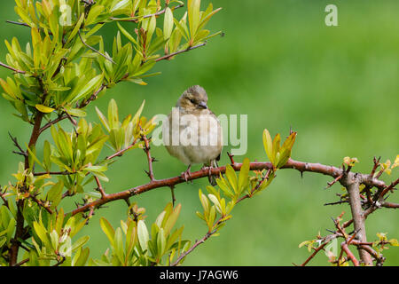 Fringuello Fringilla colebs Foto Stock