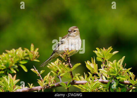 Fringuello Fringilla colebs Foto Stock