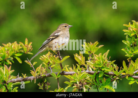 Fringuello Fringilla colebs Foto Stock