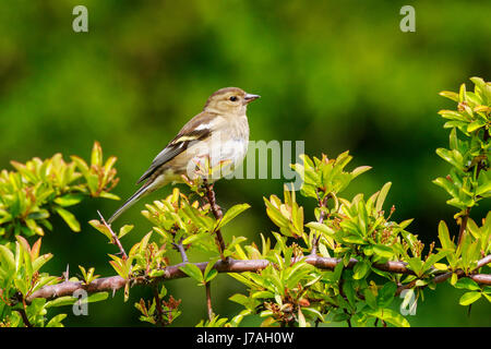 Fringuello Fringilla colebs Foto Stock