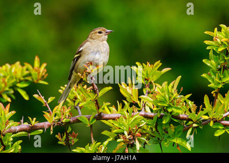 Fringuello Fringilla colebs Foto Stock