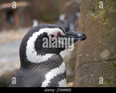 Una chiusura della testa di un pinguino di magellano a Blackpool Zoo, Inghilterra Foto Stock
