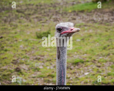 La testa e il collo di uno struzzo Foto Stock