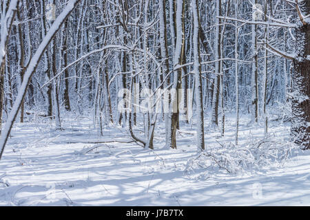 Coperta di neve alberi in foresta Foto Stock