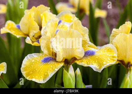 Standard Dwarf Bearded Iris barbata nana "Little blue eyes" Foto Stock