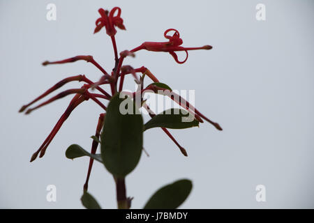 Incendio cileno bush flower (Embothrium coccineum) contro il cielo blu Foto Stock