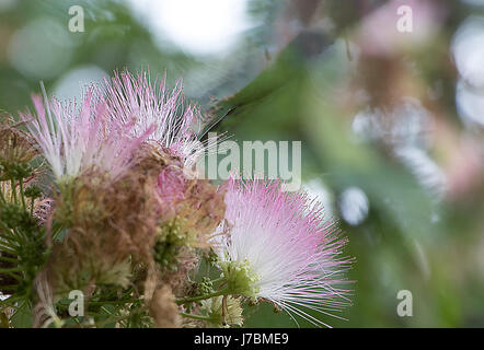 Fiori di Seta persiano tree Foto Stock