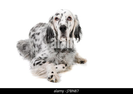 Animali isolati swarthy nero jetblack deep black dog setter inglese white Foto Stock