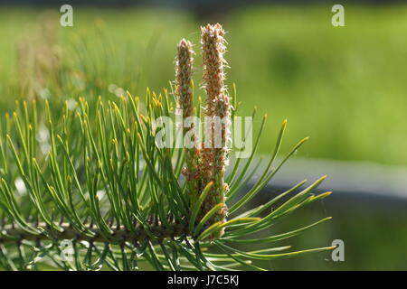 Germogli di pino. Pino silvestre, Pinus sylvestris. La nuova molla germogli vengono talvolta chiamati "candele". Foto Stock