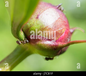 Formiche sul paeony bud Foto Stock