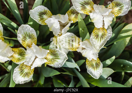 Iris barbata barbata nana standard nana "Green Spot", Iris nana standard, fiori di oliva bianchi Iris nana Iris miniaturizzata bassa Foto Stock