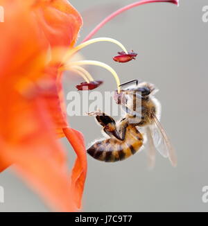 Isolato Western Honey Bee, Apis mellifera,pendenti da un capo arancione Caprifoglio raccogliendo il polline. Foto Stock