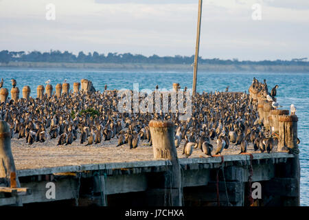 Molto grande gruppo di cormorani su un molo al tramonto Foto Stock