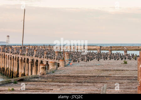 Molto grande gruppo di cormorani su un molo al tramonto Foto Stock